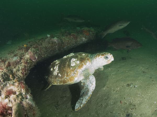Turtle swimming under a debris