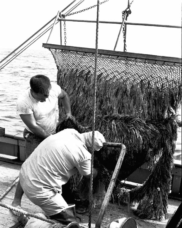 Two people work to empty a fishing net on the deck of a boat.