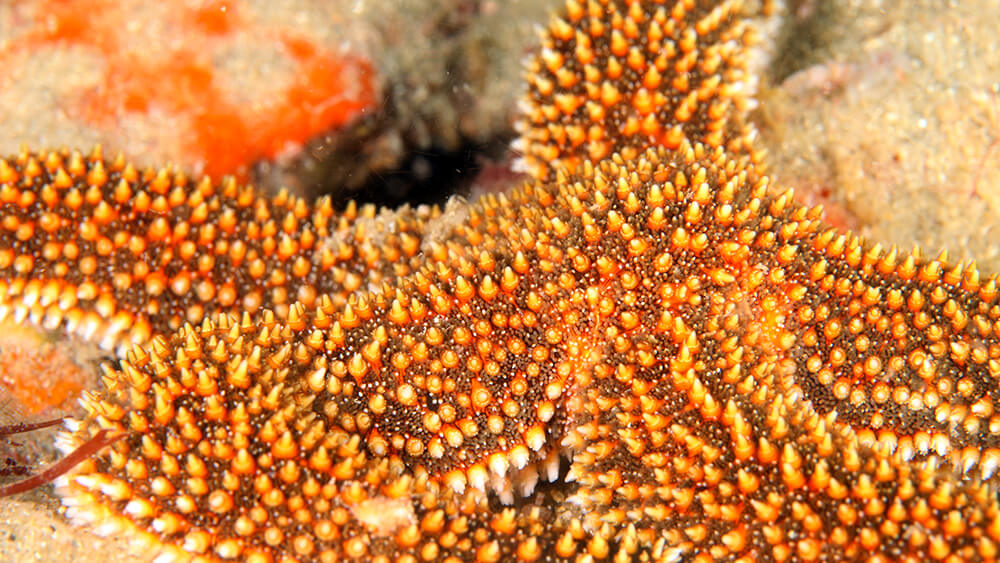 A detail photograph showing the ridges and bumps of an orange and yellow-colored sea star.