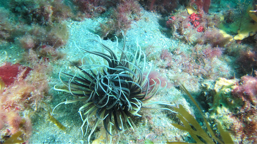 An anemone with black and white tentacles on a sandy seafloor.