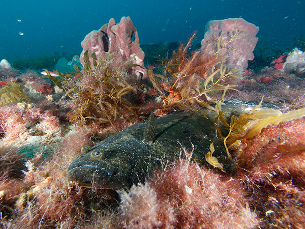 A fish buried below algae and soft coral on a reef.