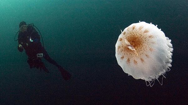 Red, brown, white, and A white and brown jellyfish drifts in the ocean with the silhouette of a scuba diver in the background.