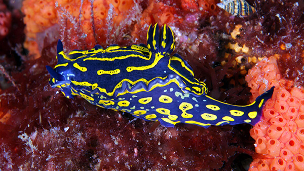 A blue and yellow sea slug crawls on an ocean reef with orange and red marine life in the background.