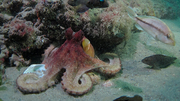 A red and white octopus crawls out of a hole on a reef surrounded by swimming fish and empty seashells.