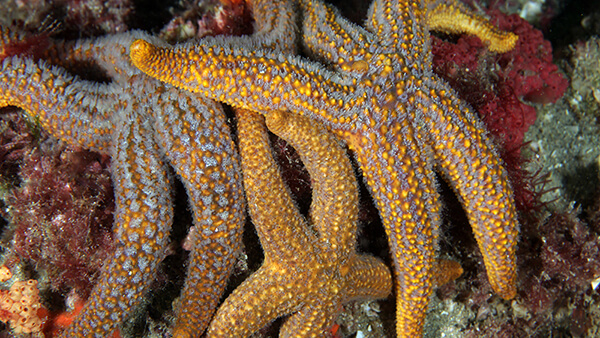 A group of yellow sea stars tangle their rays while resting on sponges on the sea floor