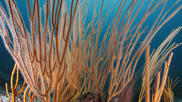 Orange branches of soft corals grow vertically from the seafloor