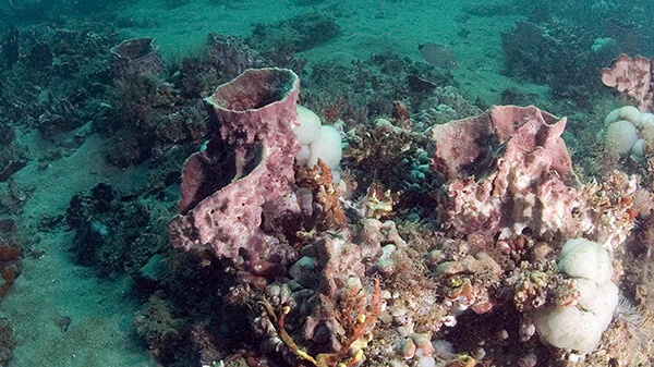 Red, brown, white, and orange sponges attached to the rocky bottom of the seafloor