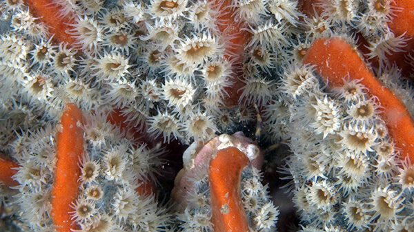 Closeup of zoanthid polyps withwhite translucent tentacles surrounding an oral disc.