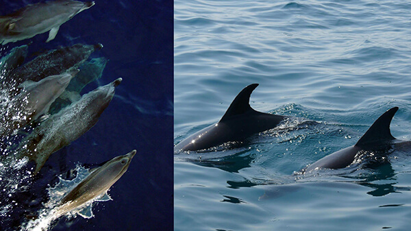 Two pictures of pods of dolphins. The left picture looks at the dolphins from the top down while they swim near the surface. The right picture is of two dolphins showing their dorsal fin.