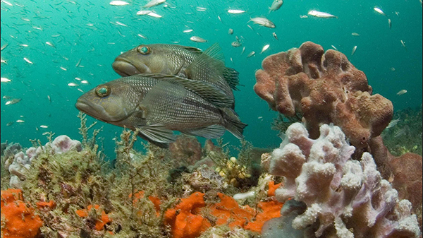 Two brown fish swim close to a reef top covered in sponges and algae.
