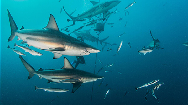A group of sharks and other fish surround a diver and a rope in the water.