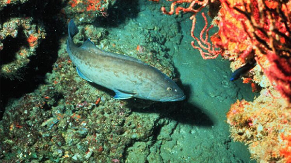 A gray fish swims around rocks on the seafloor