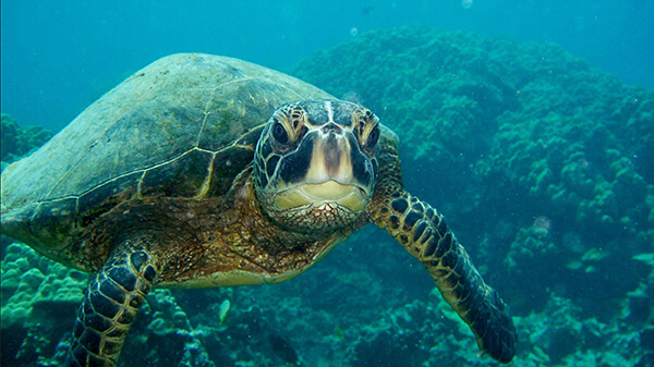 A sea turtle swims on a coral reef while looking into the camera.