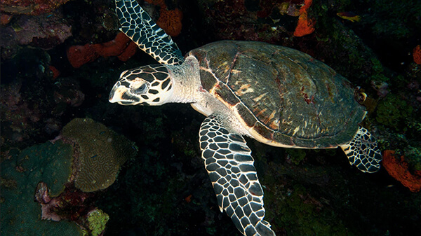 A sea turtle swims on a coral reef.