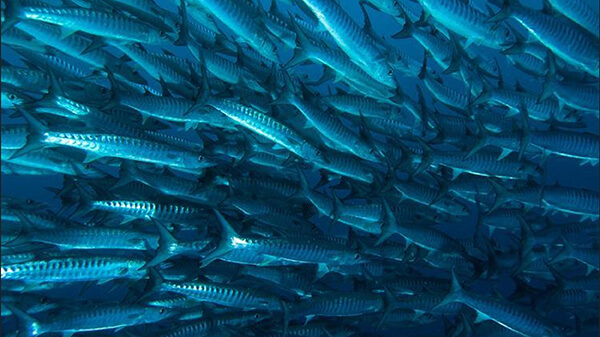 A school of long, silver-colored fish with black bars swim through the ocean.