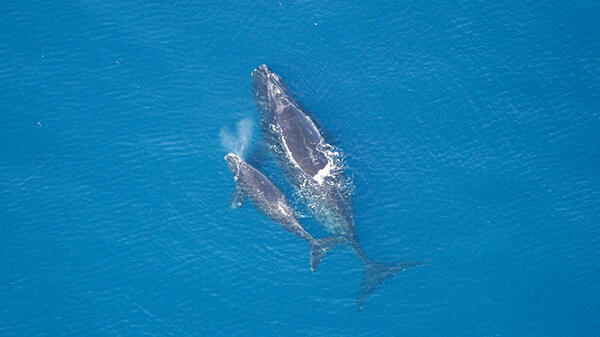 Two gray-colored whales breathe air at the ocean's surface.