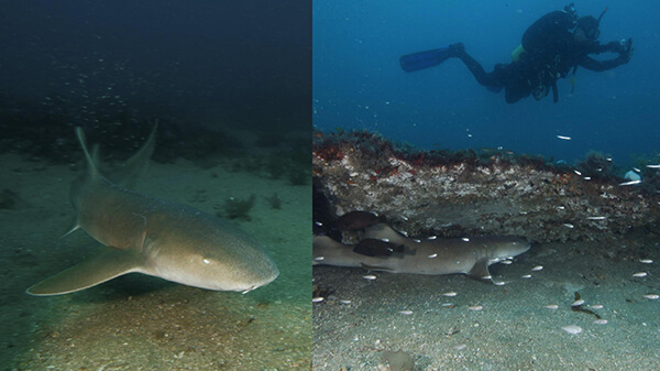 two pictures of sharks swimming near a sandy seafloor with a diver swimming overhead.