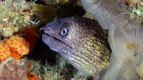 A brown and green eel pokes its head out of a rocky ocean reef.