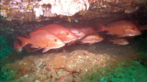 A number of red fish resting below a rocky ledge on an ocean reef.