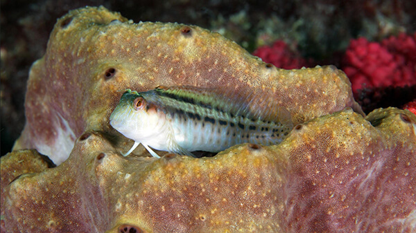 A green and black-striped fish resting on a yellow sponge.