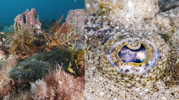 A black and green fish laying flat on the seafloor surrounded by algae and a close-up photo of the eye of a fish.