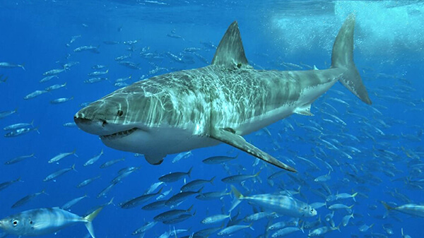 A large shark swims towards the camera near the water's surface.