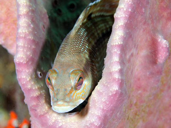 A brown fish rests in the channel of a pink sponge