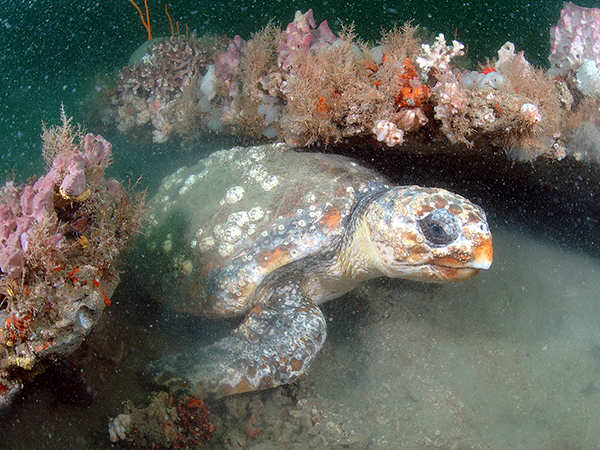 A sea turtle rests under a rocky ledge on a reef