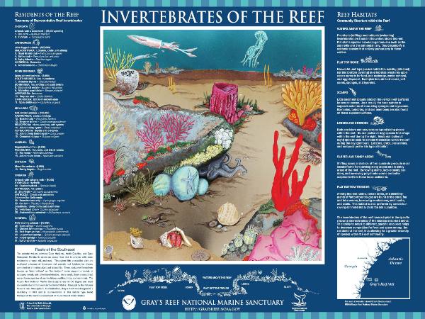 An illustrated underwater reef scene with types of invertebrates commonly seen in Gray's Reef National Marine Sanctuary