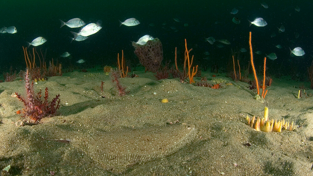 A barely visible flounder hides on a sandy seafloor waiting for fish to swim near