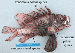Identifying the spines of a lionfish 