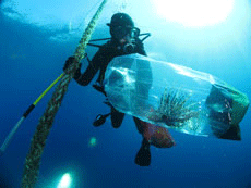 NOAA diver Michelle Johnson with a lionfish caught and stowed in Flower Garden Banks National Marine Sanctuary 
