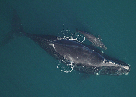 North Atlantic Right Whale and Calf. 
