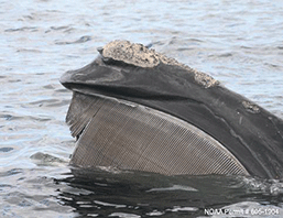 North Atlantic right whale exposes baleen 