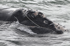 North Atlantic right whale entangled in fishing line 