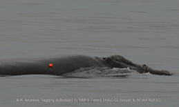 North Atlantic right whale with satellite tag
