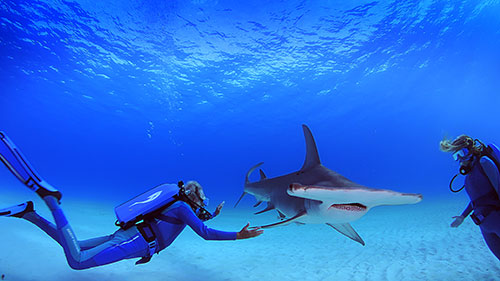 Jean-Michel Cousteau, Holly Lohuis and Hammerhead Shark