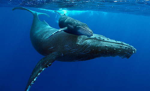 Humpback Whales, Mother and Calf