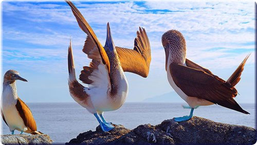 Blue-footed boobies performing mating ritual