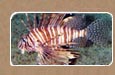 Lionfish Surveys