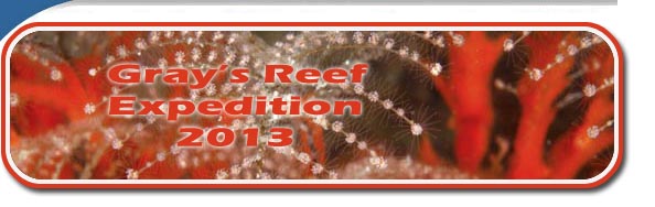 Gray's Reef Expedition 2013
