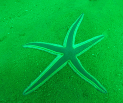 Gray Sea Star in Gray's Reef National Marine Sanctuary. 