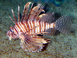 Venomous spines adorn the invasive lionfish.
