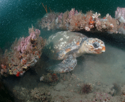 Turtle under ledge in Gray's Reef.