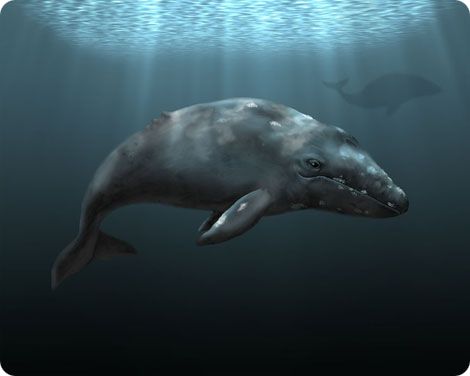 Artist rendition of the Atlantic gray whale