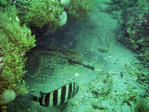 Embedded bone in reef