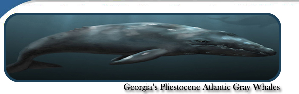 Georgia's Pleistocene Atlantic Gray Whales